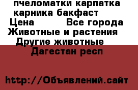 пчеломатки карпатка карника бакфаст F-1 › Цена ­ 800 - Все города Животные и растения » Другие животные   . Дагестан респ.